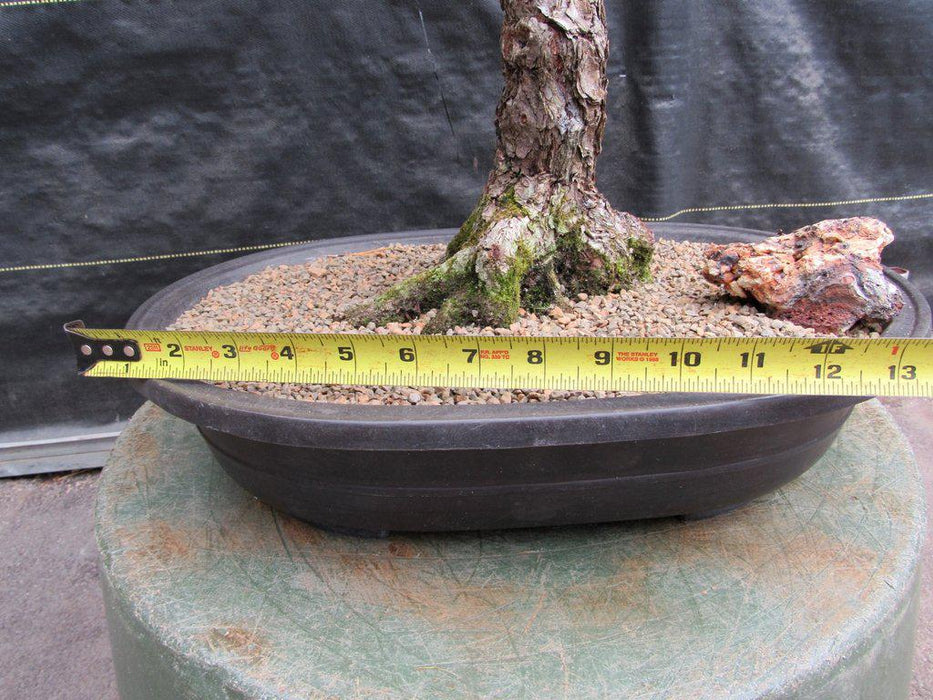 55 Year Old Japanese Black Pine Pine Specimen Bonsai Tree Width