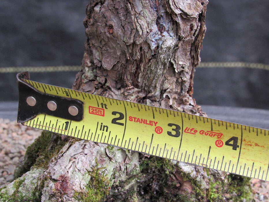 55 Year Old Japanese Black Pine Pine Specimen Bonsai Tree Trunk Size