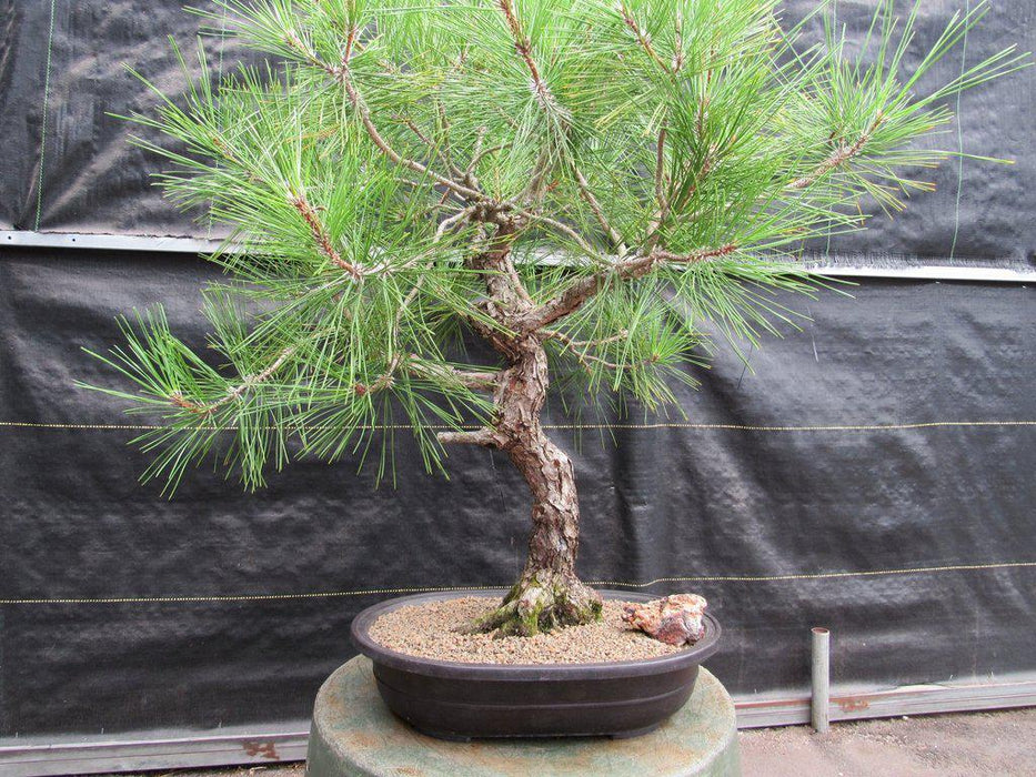 55 Year Old Japanese Black Pine Pine Specimen Bonsai Tree Side