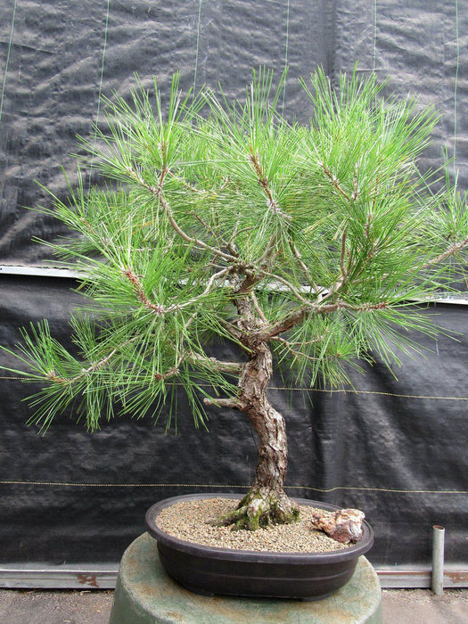 55 Year Old Japanese Black Pine Pine Specimen Bonsai Tree Profile