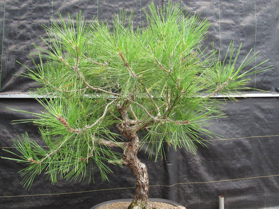 55 Year Old Japanese Black Pine Pine Specimen Bonsai Tree Foliage
