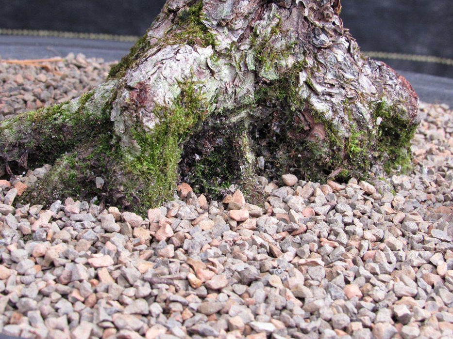 55 Year Old Japanese Black Pine Pine Specimen Bonsai Tree Roots