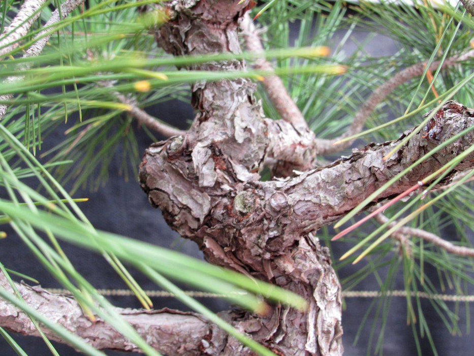 55 Year Old Japanese Black Pine Pine Specimen Bonsai Tree Branches