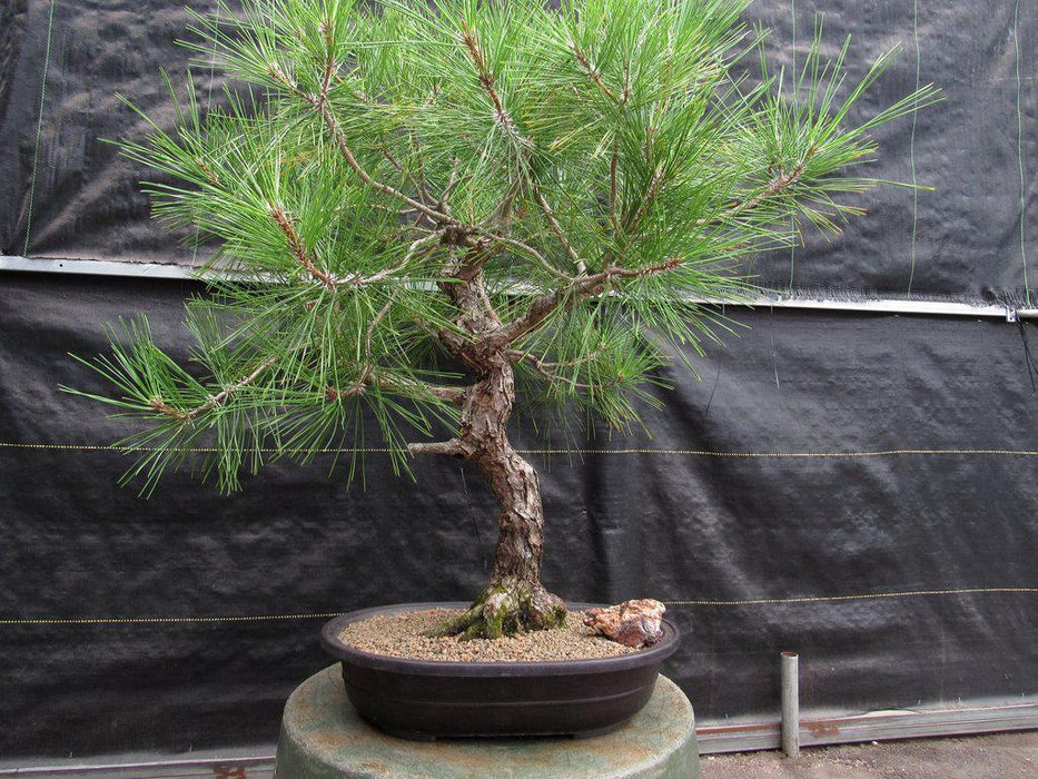 55 Year Old Japanese Black Pine Pine Specimen Bonsai Tree