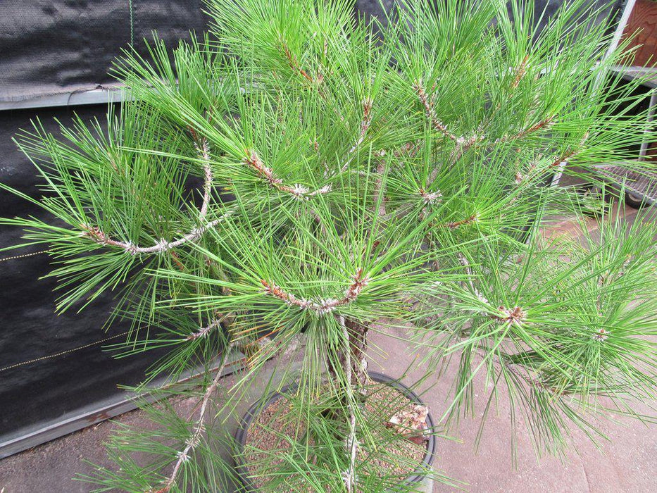 55 Year Old Japanese Black Pine Pine Specimen Bonsai Tree Canopy