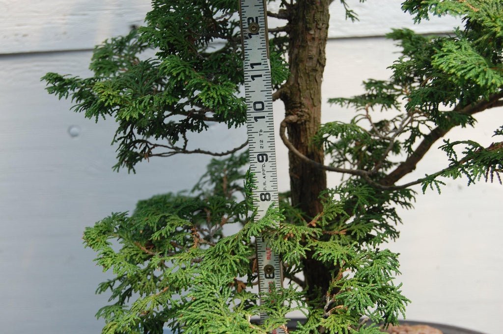 Dwarf Hinoki Cypress Specimen Bonsai Tree Trunk