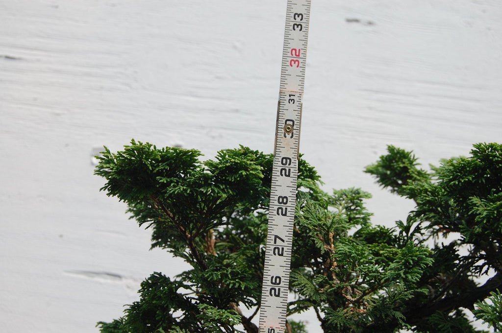 56 Year Old Dwarf Hinoki Cypress Specimen Bonsai Tree