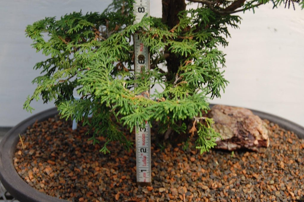 56 Year Old Dwarf Hinoki Cypress Specimen Bonsai Tree