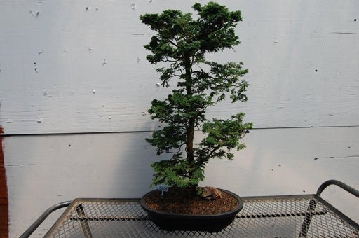 Dwarf Hinoki Cypress Specimen Bonsai Tree