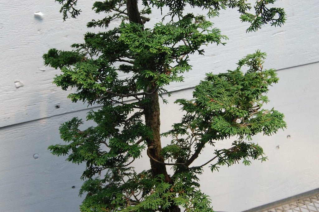 Dwarf Hinoki Cypress One-Of-A-Kind Bonsai Tree