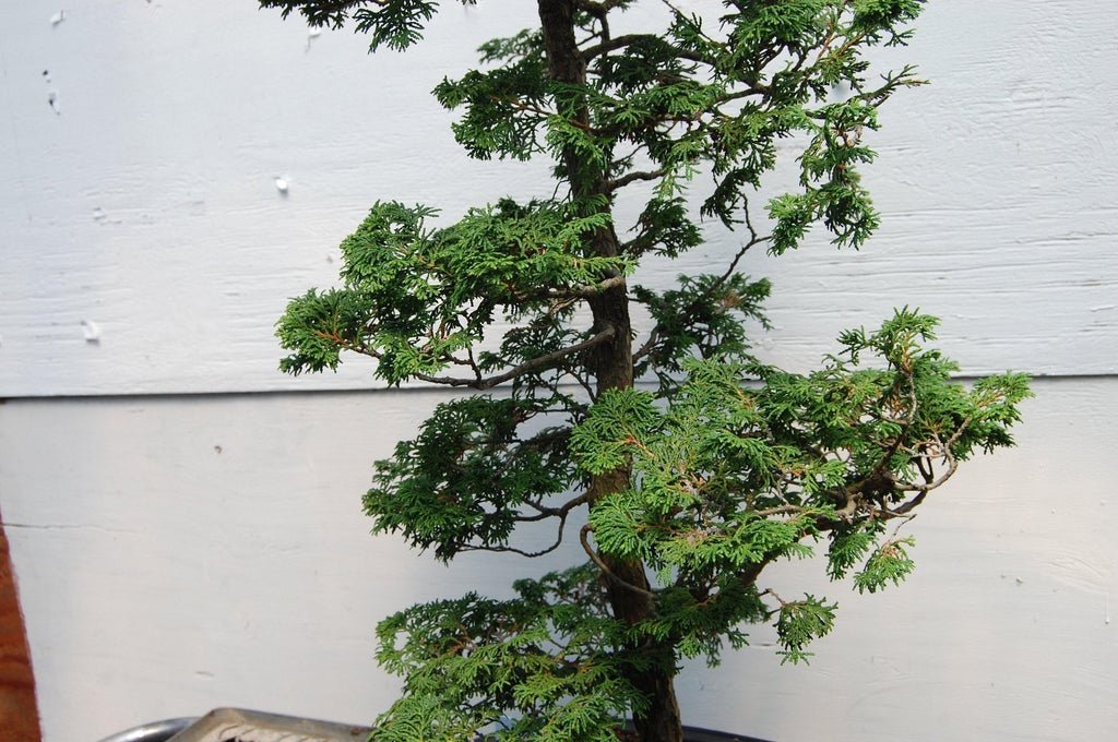 Dwarf Hinoki Cypress Specimen Bonsai Tree Leaves