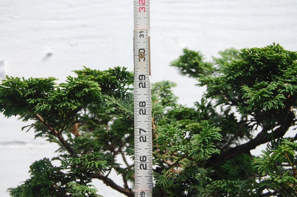 Dwarf Hinoki Cypress Specimen Bonsai Tree Height