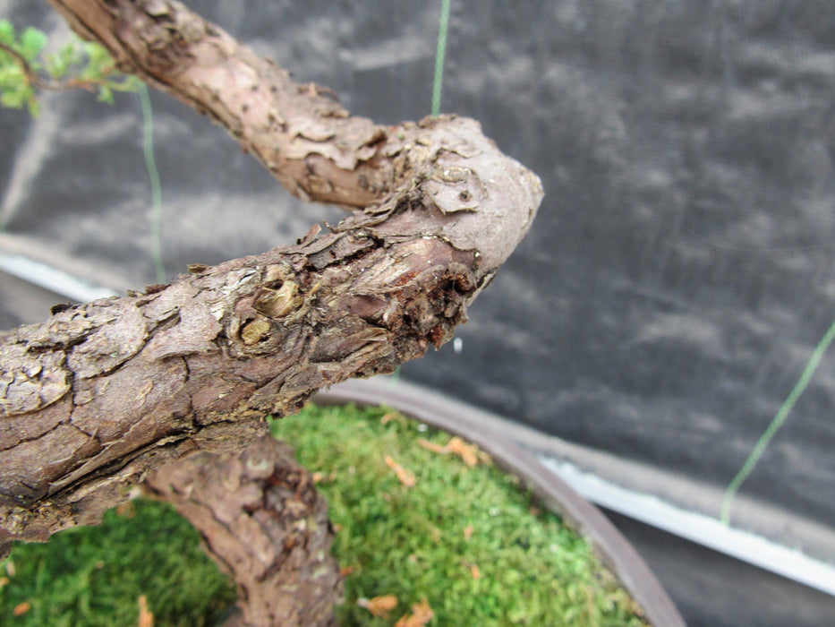 57 Year Old Coiled Trunk Juniper Specimen Bonsai Tree Bark