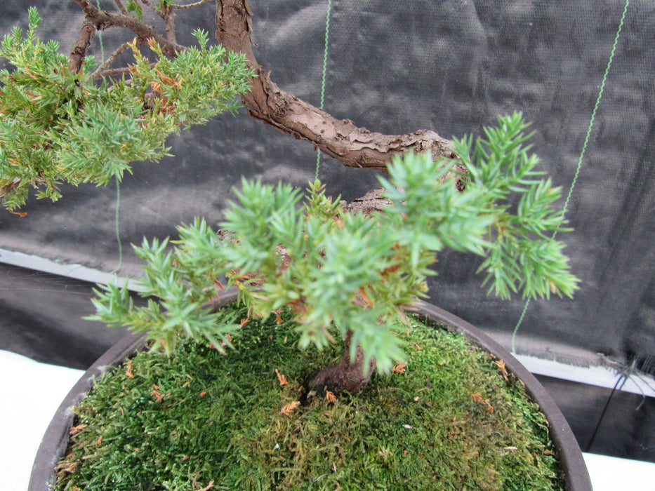 57 Year Old Coiled Trunk Juniper Specimen Bonsai Tree New Growth