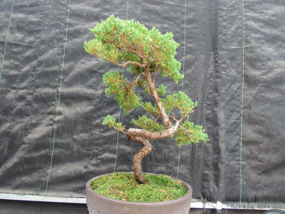 57 Year Old Coiled Trunk Juniper Specimen Bonsai Tree Back