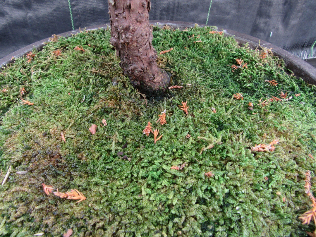 57 Year Old Coiled Trunk Juniper Specimen Bonsai Tree Bark
