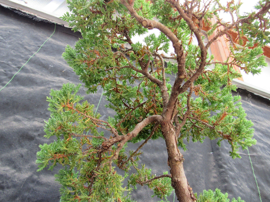 57 Year Old Coiled Trunk Juniper Specimen Bonsai Tree Up