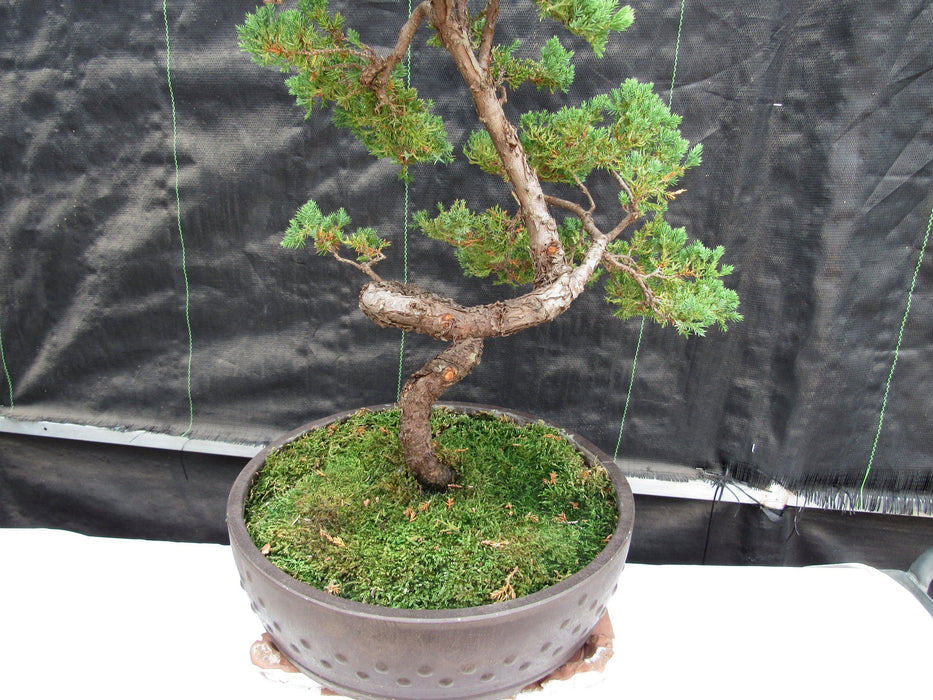 57 Year Old Coiled Trunk Juniper Specimen Bonsai Tree Closeup