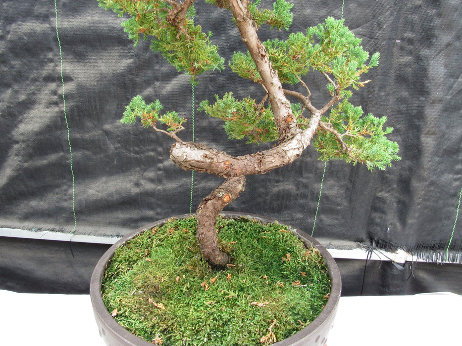 57 Year Old Coiled Trunk Juniper Specimen Bonsai Tree Side