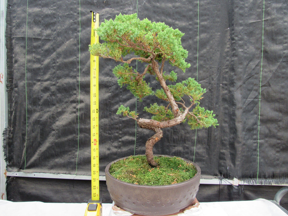 57 Year Old Coiled Trunk Juniper Specimen Bonsai Tree Height