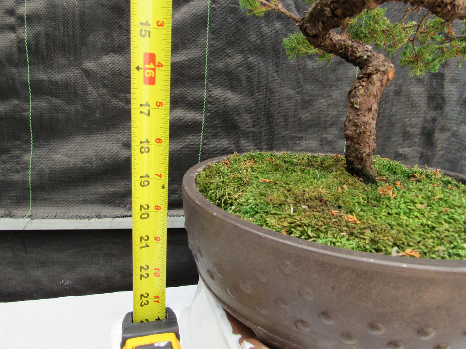 57 Year Old Coiled Trunk Juniper Specimen Bonsai Tree Tall