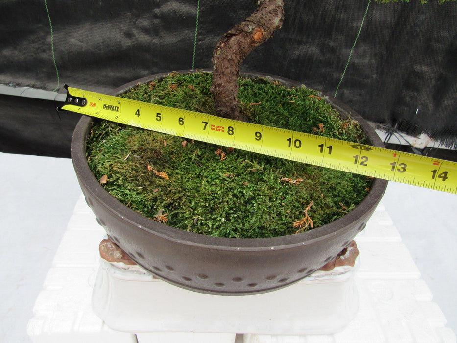 57 Year Old Coiled Trunk Juniper Specimen Bonsai Tree Size