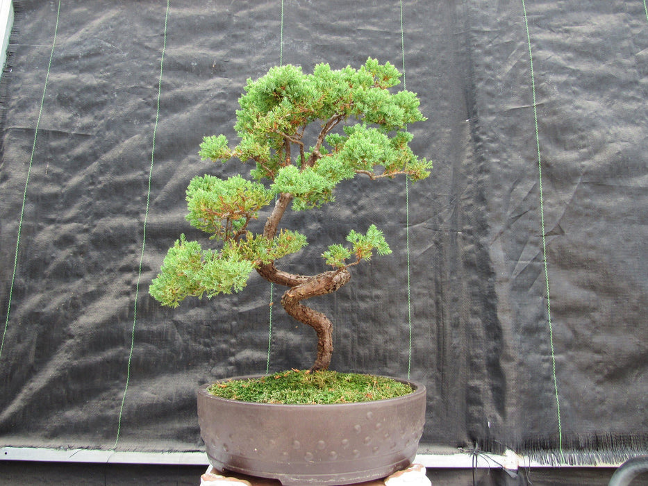 57 Year Old Coiled Trunk Juniper Specimen Bonsai Tree Profile