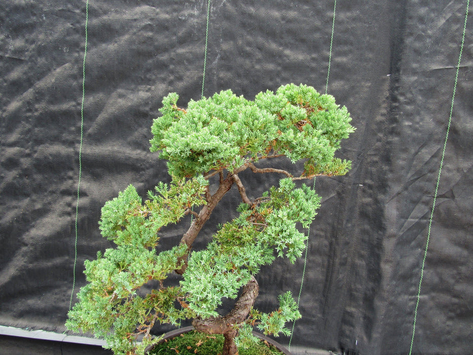 57 Year Old Coiled Trunk Juniper Specimen Bonsai Tree Canopy