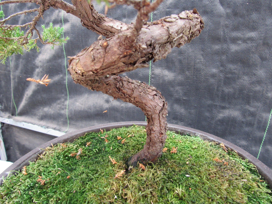 57 Year Old Coiled Trunk Juniper Specimen Bonsai Tree Coiled Bark