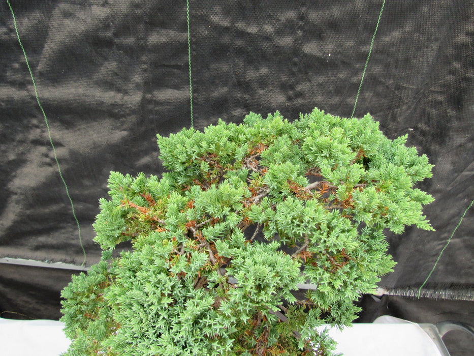 57 Year Old Coiled Trunk Juniper Specimen Bonsai Tree Apex