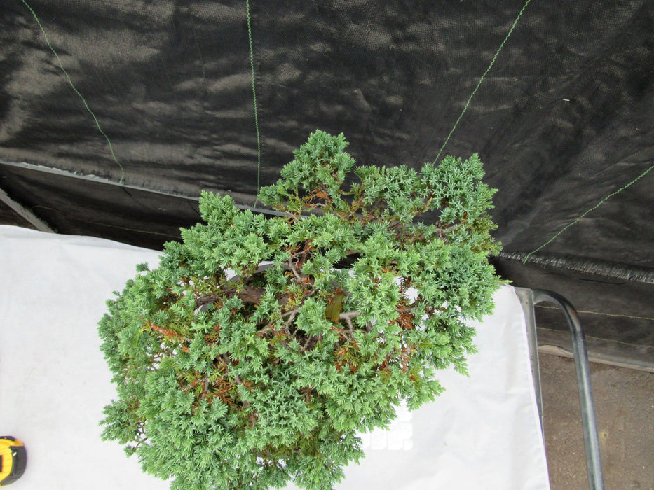 57 Year Old Coiled Trunk Juniper Specimen Bonsai Tree Top Down