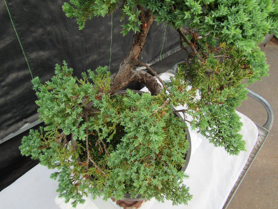 57 Year Old Coiled Trunk Juniper Specimen Bonsai Tree Tier