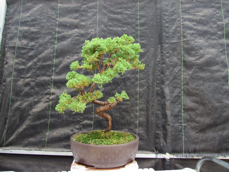 57 Year Old Coiled Trunk Juniper Specimen Bonsai Tree