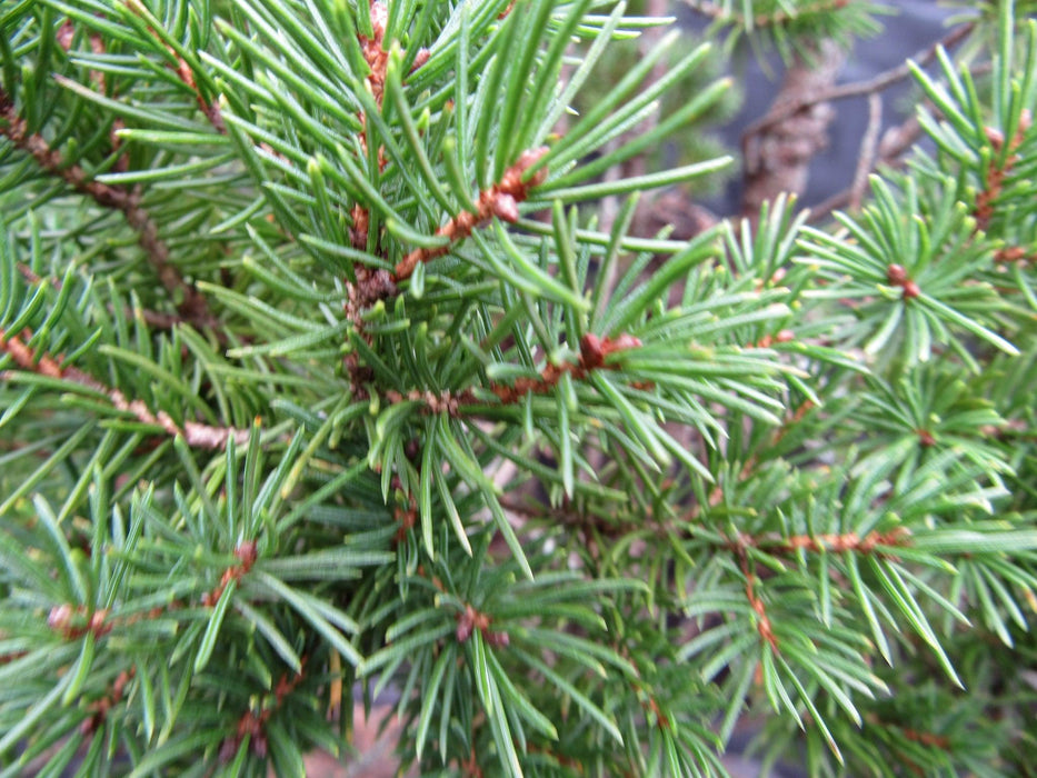 57 Year Old Dwarf Alberta Spruce Specimen Bonsai Tree Foliage