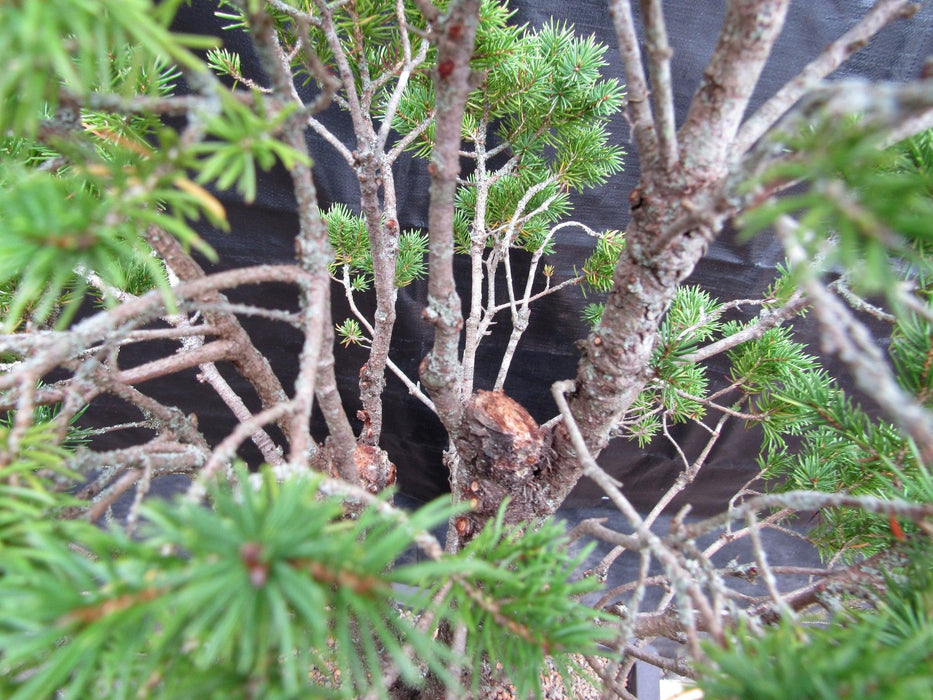57 Year Old Dwarf Alberta Spruce Specimen Bonsai Tree Growth