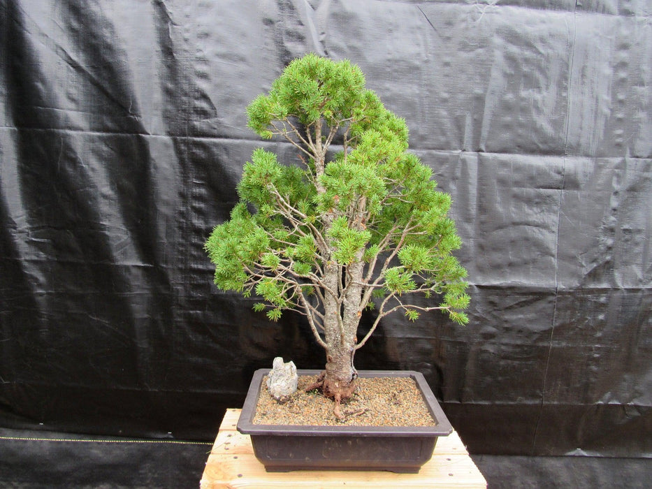 57 Year Old Dwarf Alberta Spruce Specimen Bonsai Tree Back
