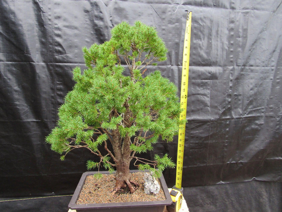 57 Year Old Dwarf Alberta Spruce Specimen Bonsai Tree Height