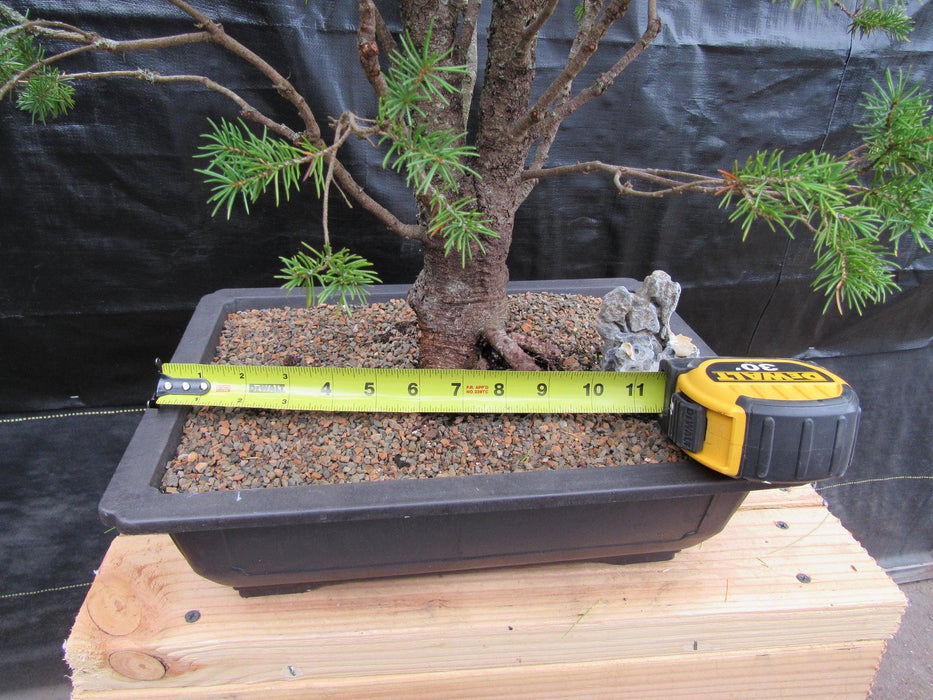 57 Year Old Dwarf Alberta Spruce Specimen Bonsai Tree Width