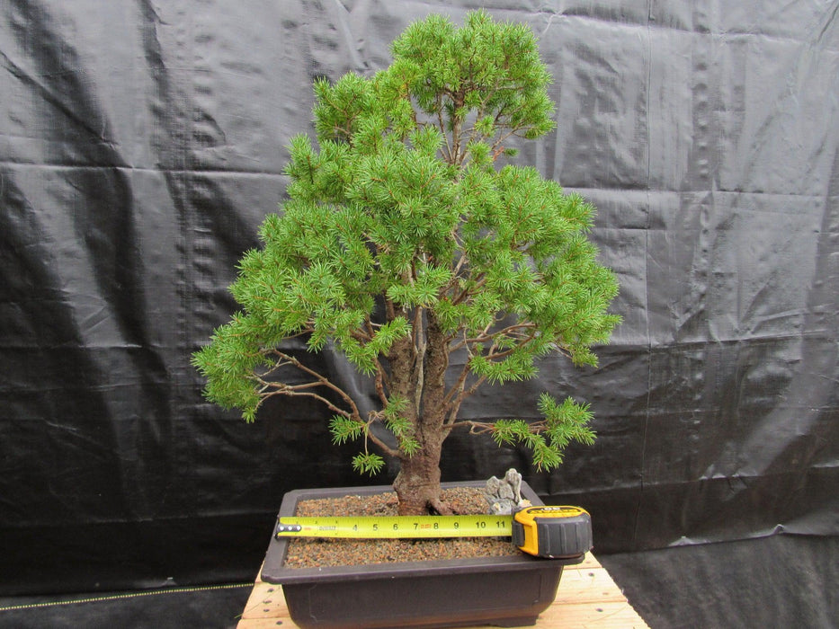 57 Year Old Dwarf Alberta Spruce Specimen Bonsai Tree Size
