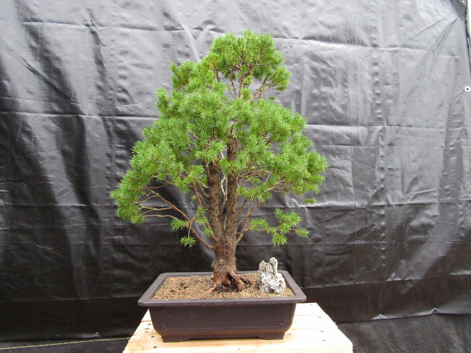 57 Year Old Dwarf Alberta Spruce Specimen Bonsai Tree Profile