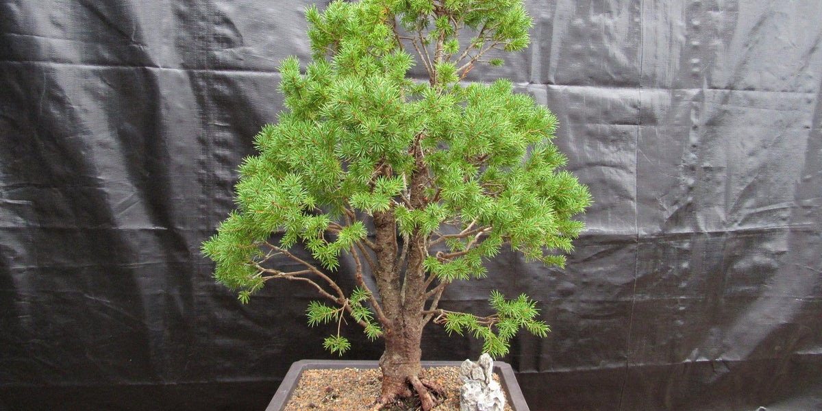 alberta spruce bonsai tree 57 Year Old Dwarf Alberta Spruce Specimen Bonsai Tree