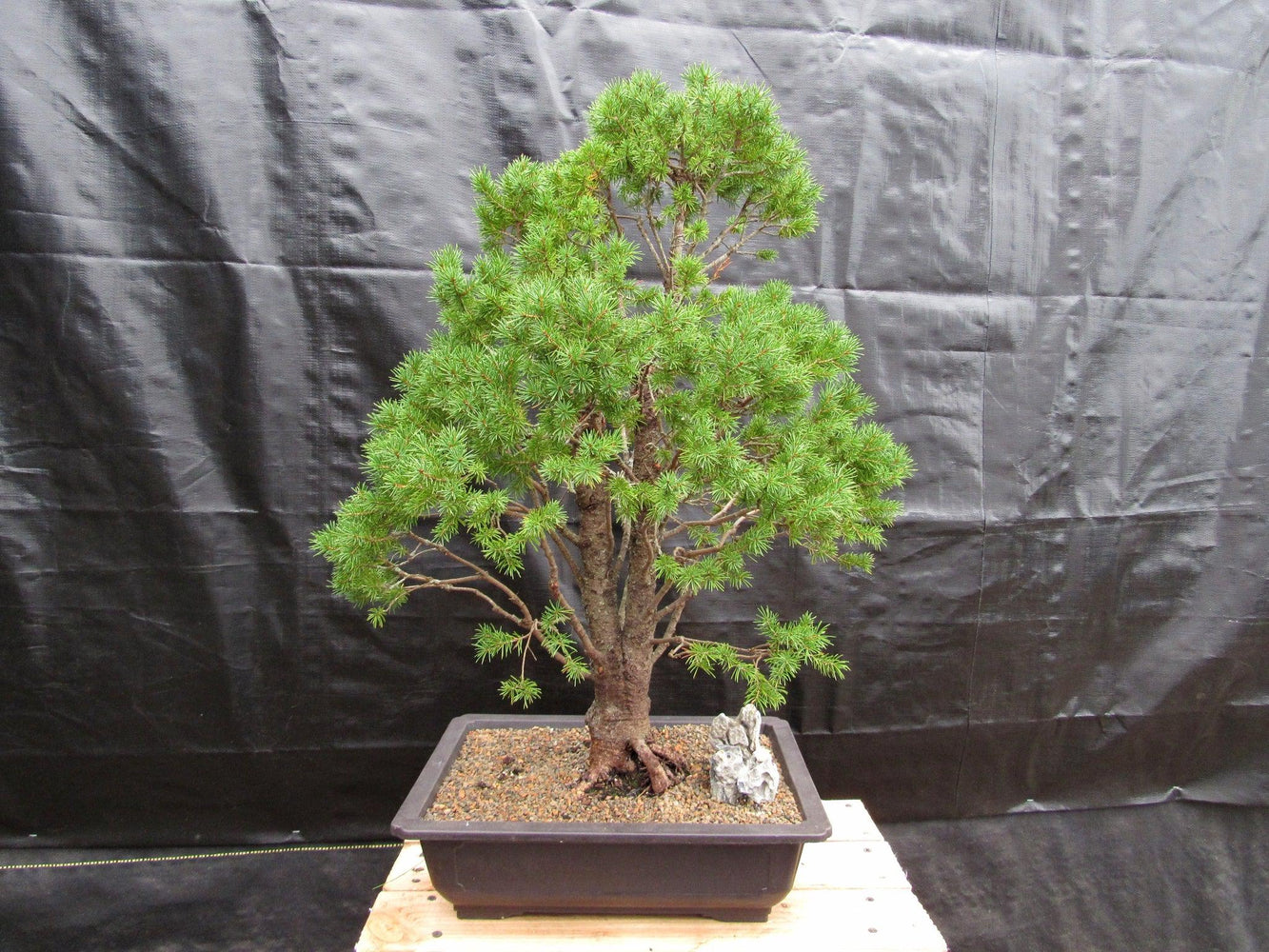 57 Year Old Dwarf Alberta Spruce Specimen Bonsai Tree