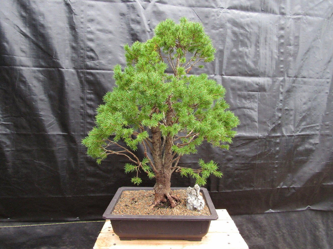 picea bonsai tree 57 Year Old Dwarf Alberta Spruce Specimen Bonsai Tree