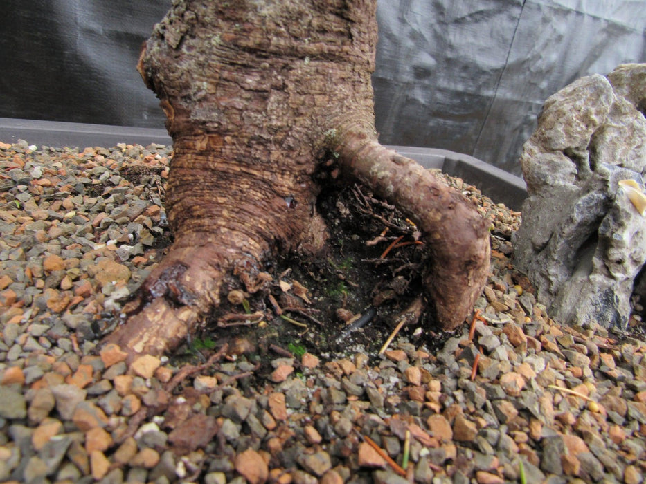57 Year Old Dwarf Alberta Spruce Specimen Bonsai Tree Trunk