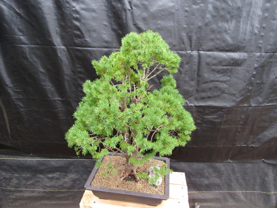 57 Year Old Dwarf Alberta Spruce Specimen Bonsai Tree Side