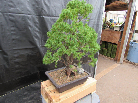 57 Year Old Dwarf Alberta Spruce Specimen Bonsai Tree