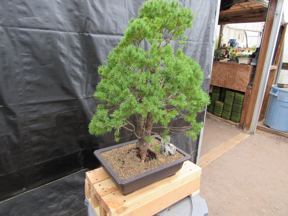 57 Year Old Dwarf Alberta Spruce Specimen Bonsai Tree Strong Side