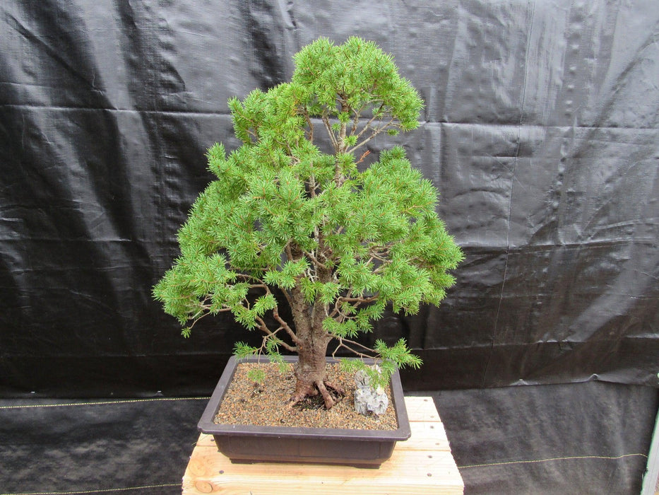 57 Year Old Dwarf Alberta Spruce Specimen Bonsai Tree Top