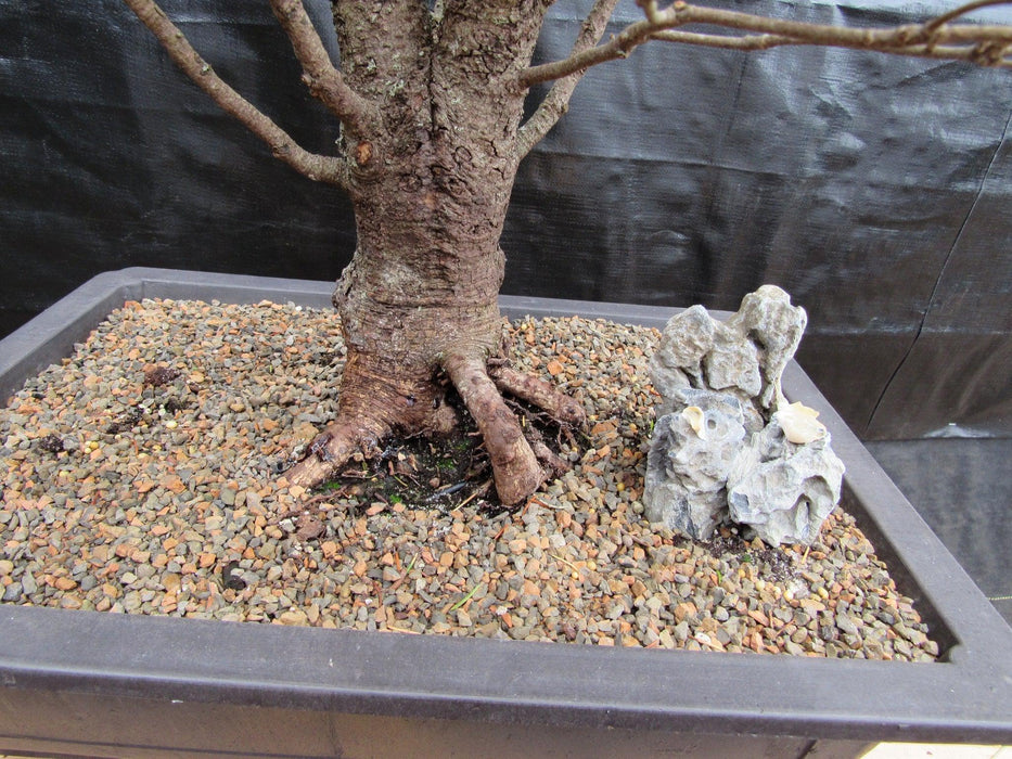 57 Year Old Dwarf Alberta Spruce Specimen Bonsai Tree Bark