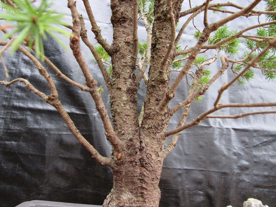alberta spruce bonsai tree 57 Year Old Dwarf Alberta Spruce Specimen Bonsai Tree